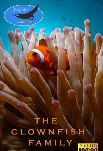 clownfish family